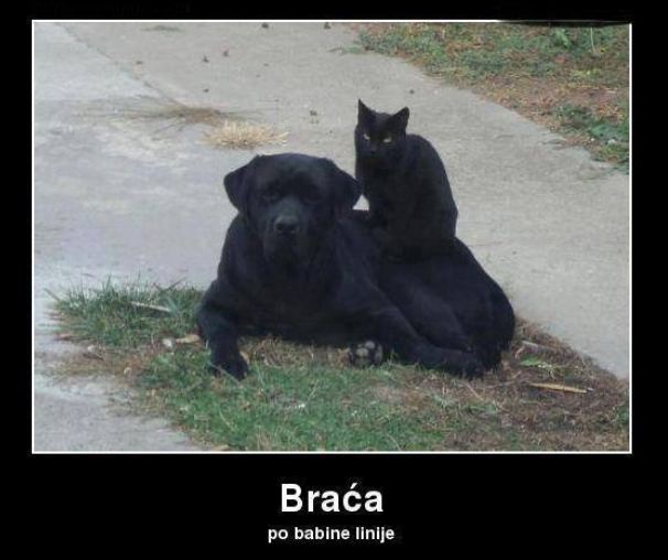 braca