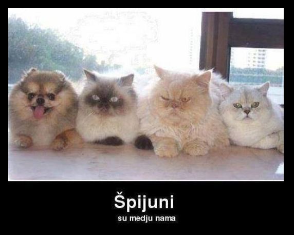 spijuni