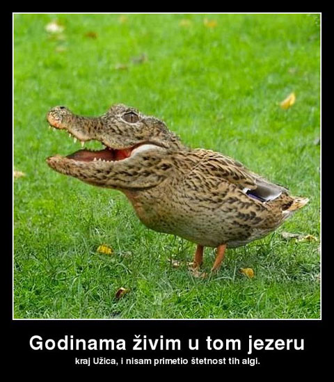 godinama-zivim-u-tom-