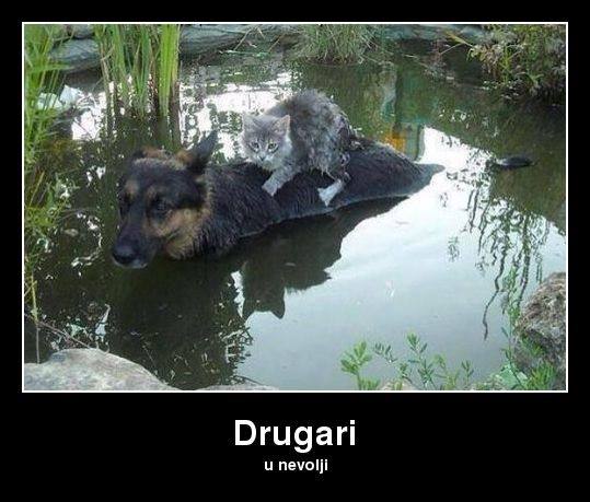 drugari