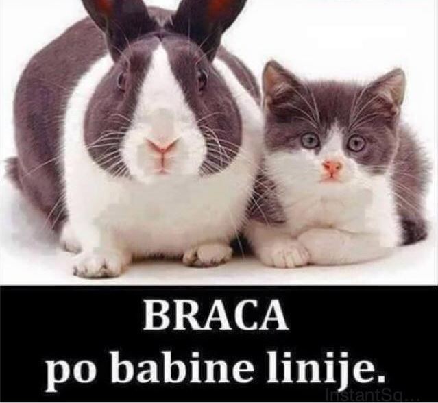 braca