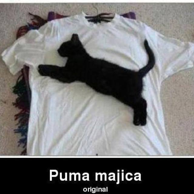 puma