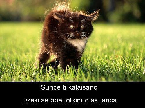 sunce