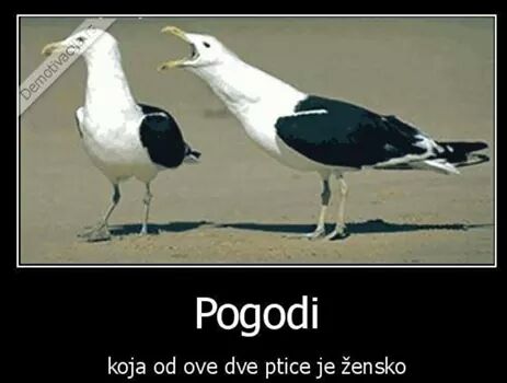 pogodi