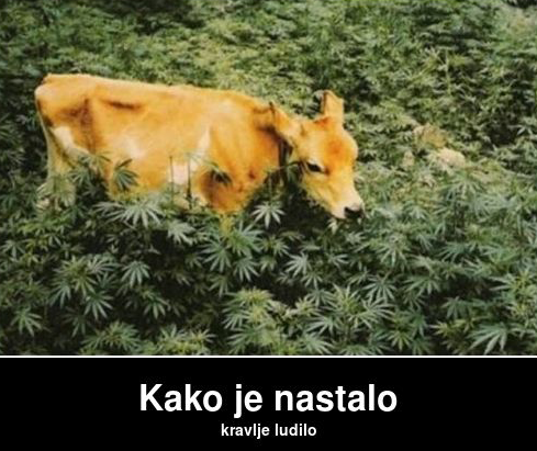 nastalo